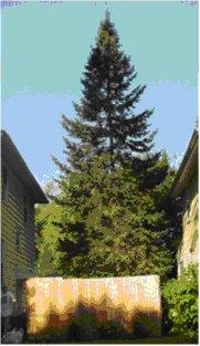 death to the tree